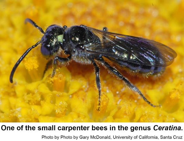 Small carpenter bee